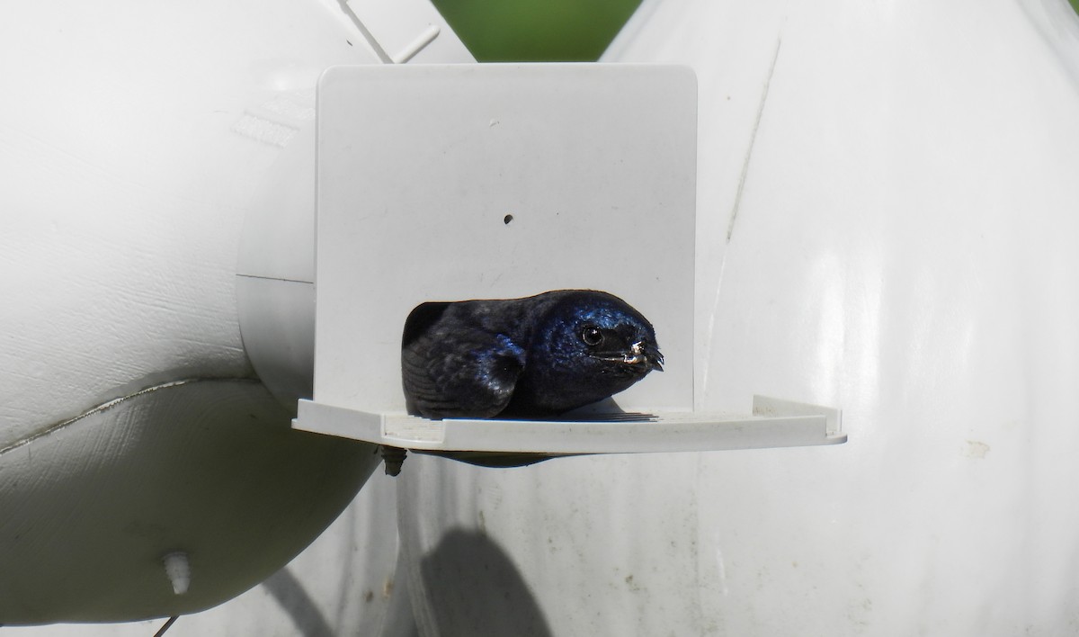Purple Martin - ML642683064