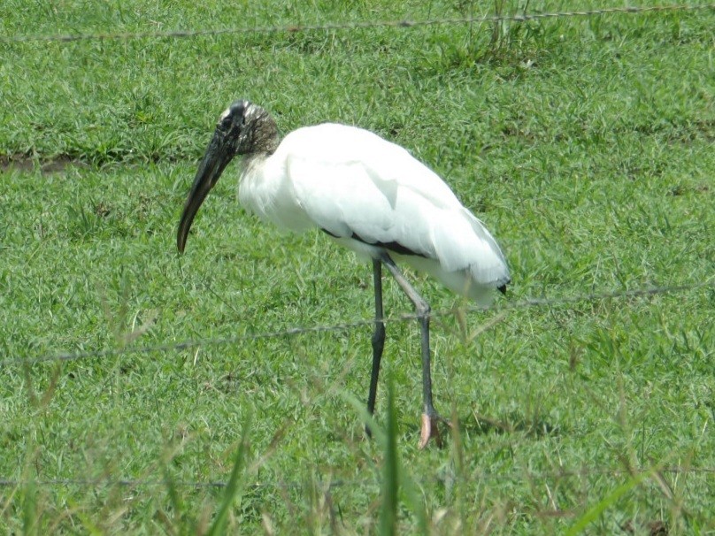Wood Stork - ML642683066
