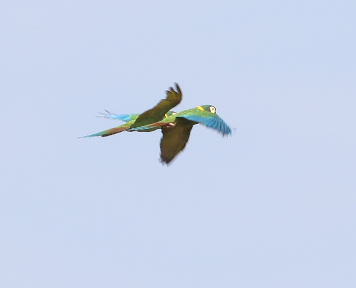 Yellow-collared Macaw - ML642683067