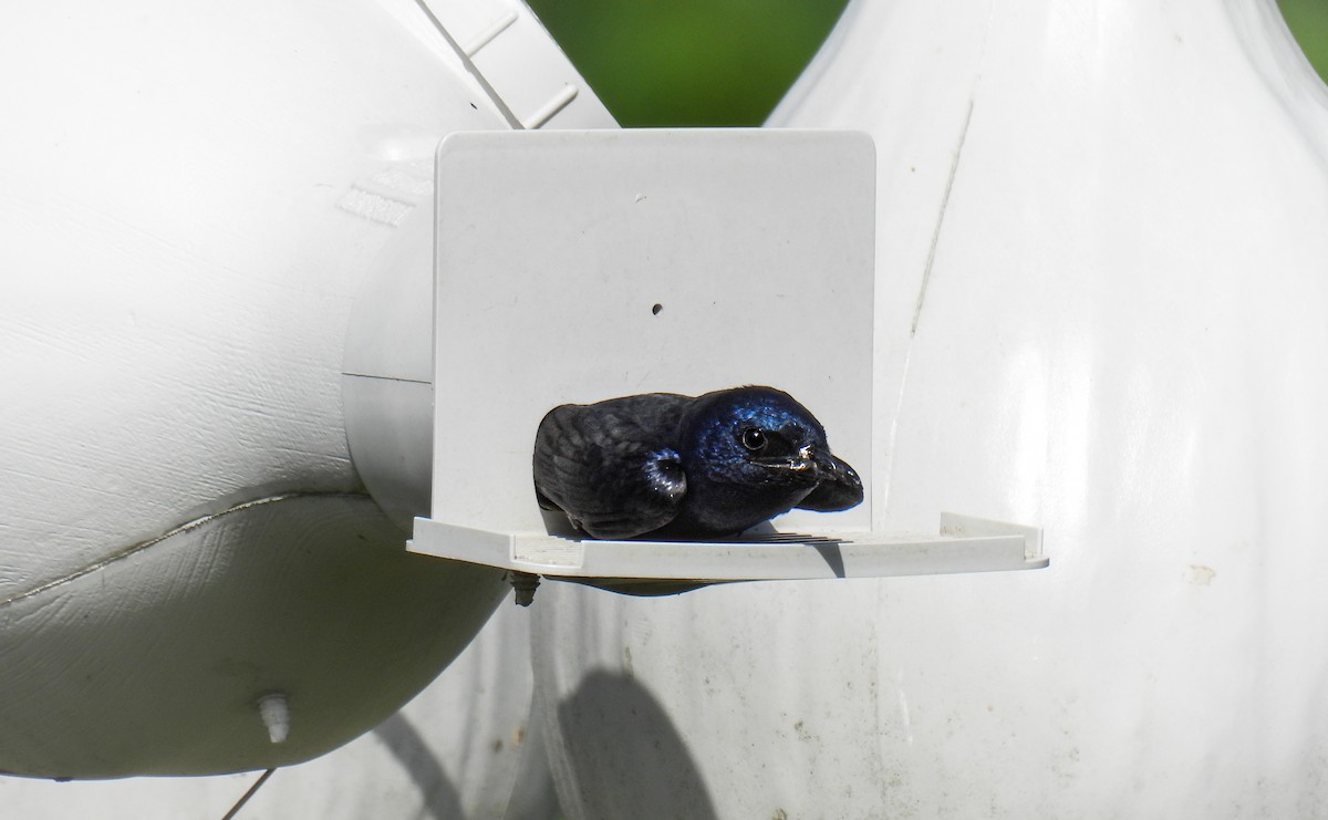 Purple Martin - ML642683068