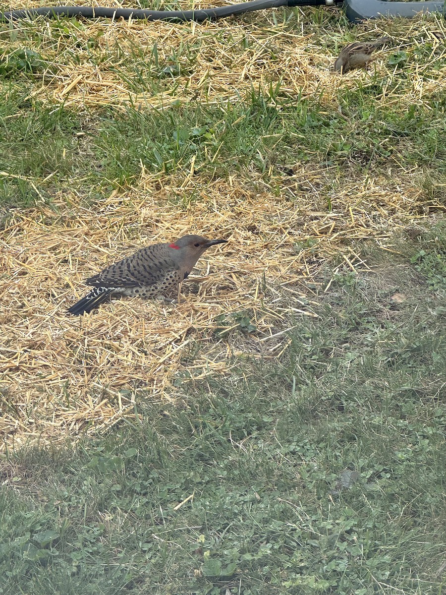 Northern Flicker - ML642683077