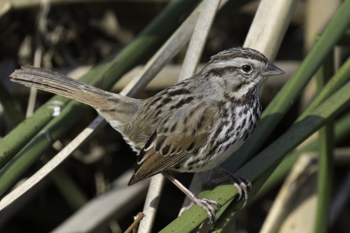 Song Sparrow - ML642683078