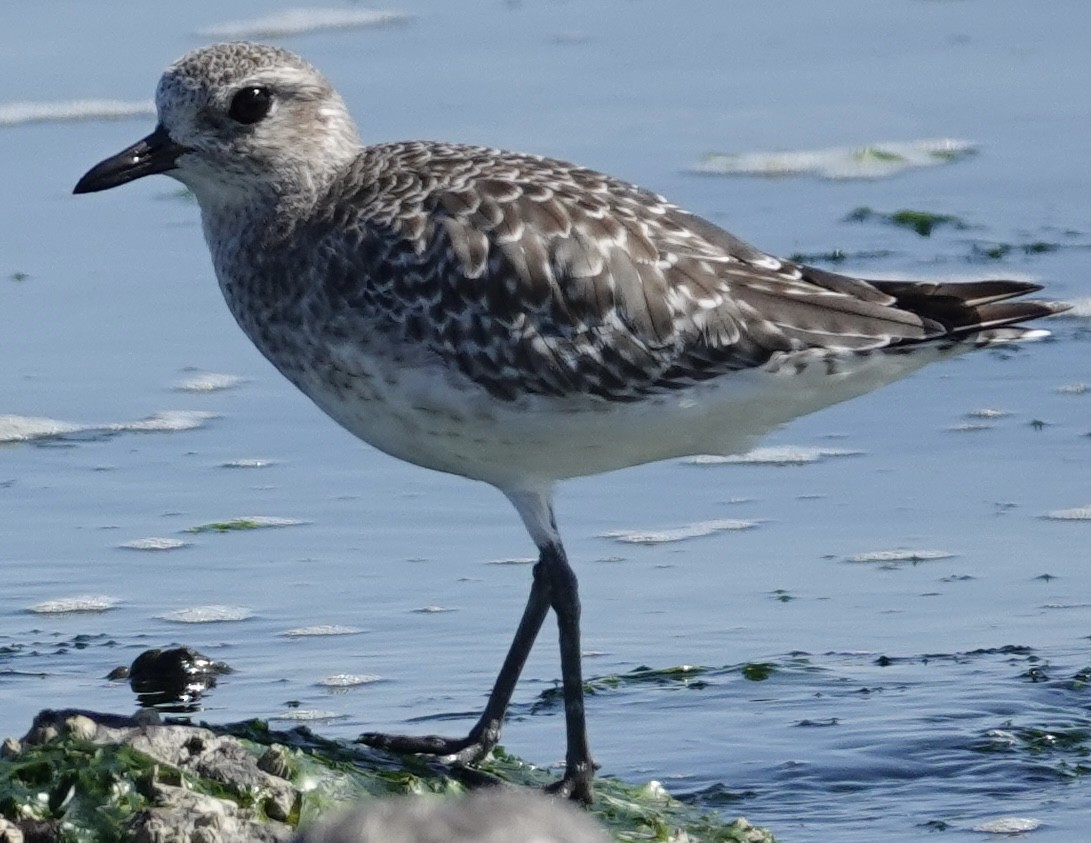 Black-bellied Plover - ML642683082