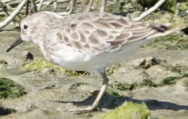 Black-bellied Plover - ML642683083