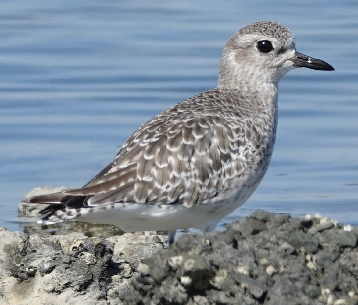 Black-bellied Plover - ML642683084
