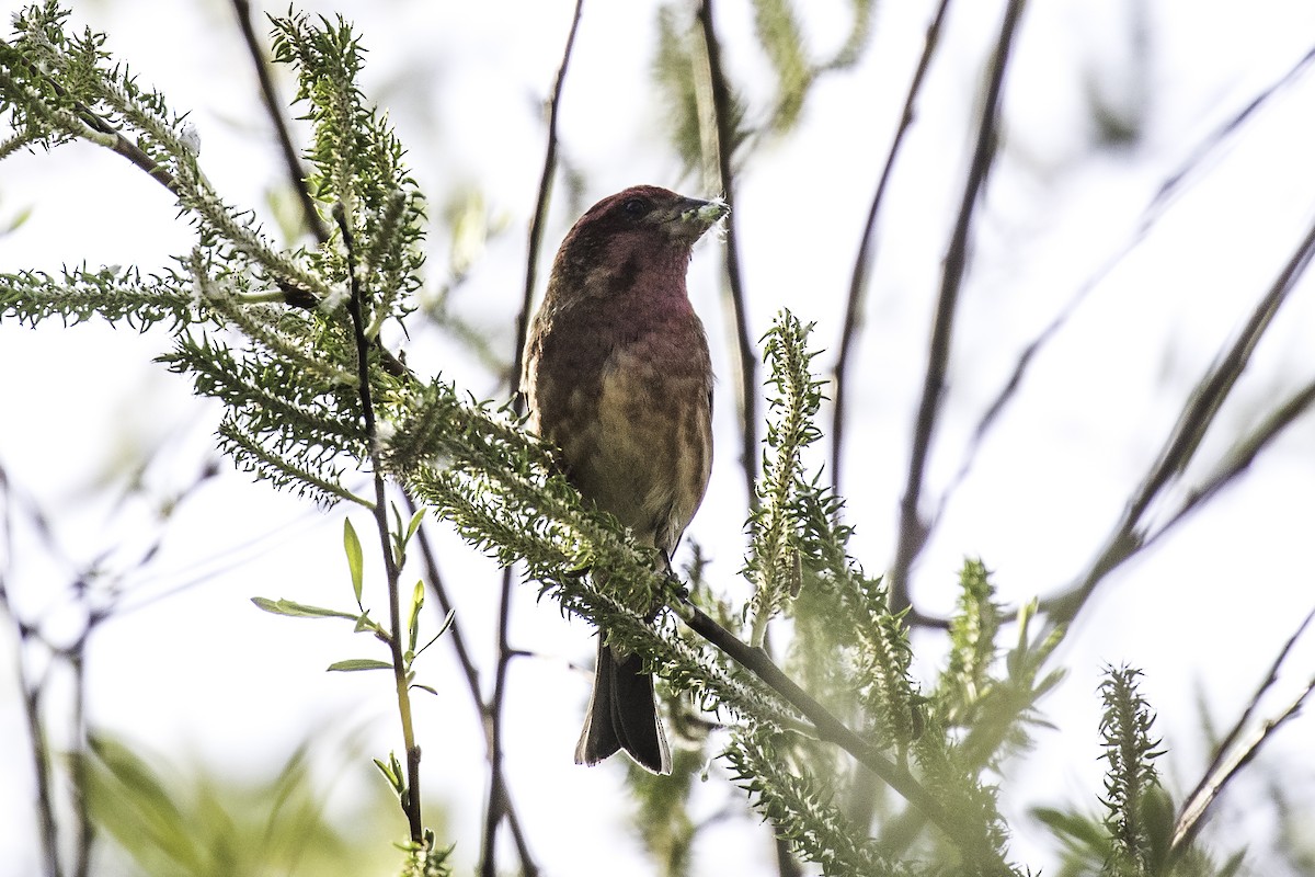 Purple Finch (Western) - ML642683087