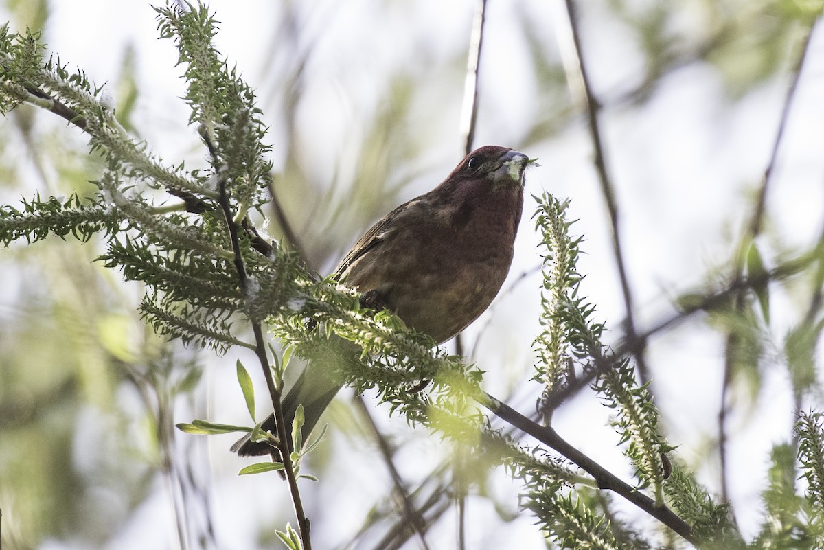 Purple Finch (Western) - ML642683088