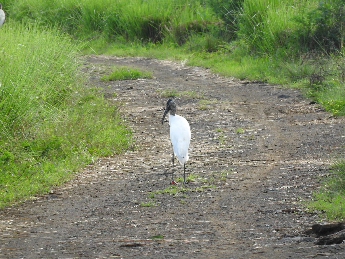 Wood Stork - ML642683090