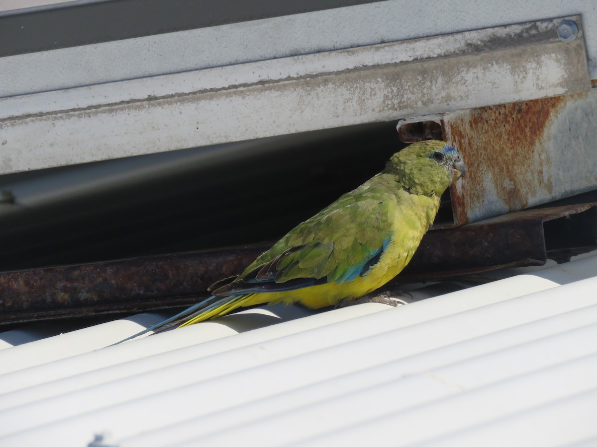 Rock Parrot - ML642683100
