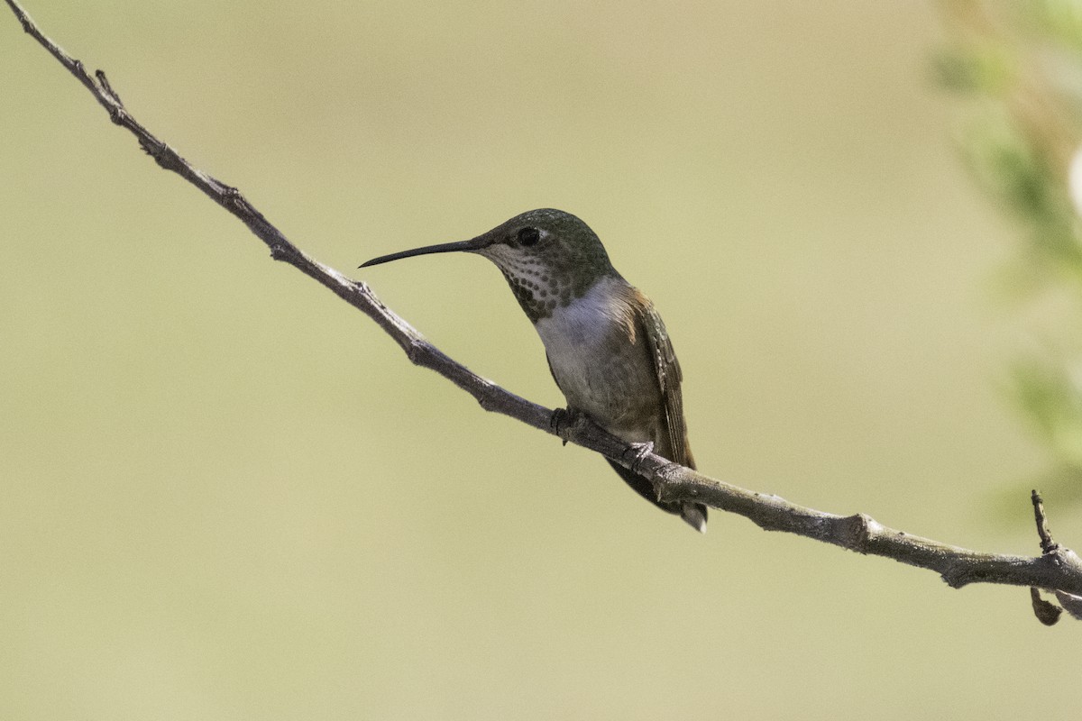 Allen's Hummingbird - ML642683105