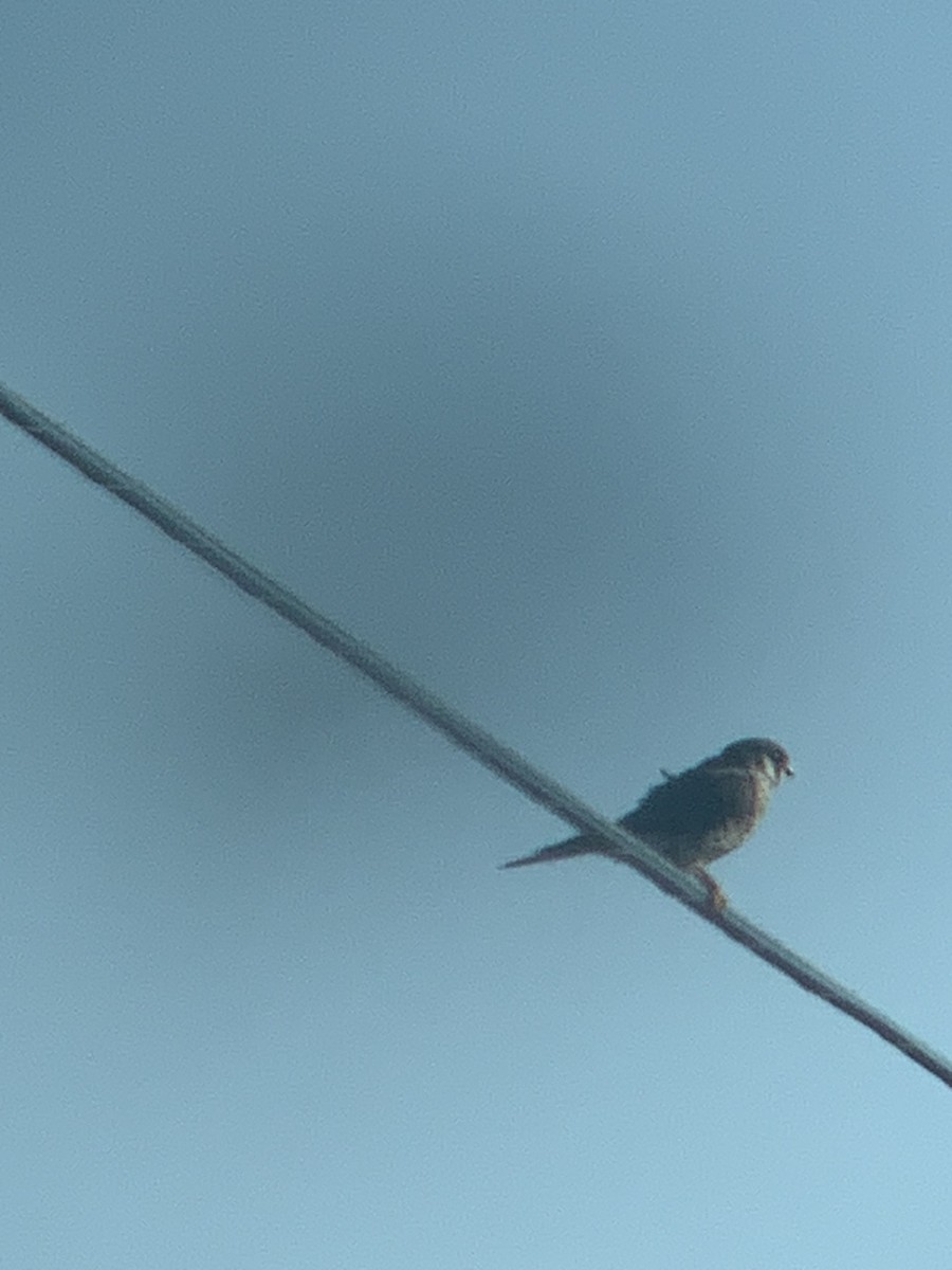American Kestrel - ML642683106