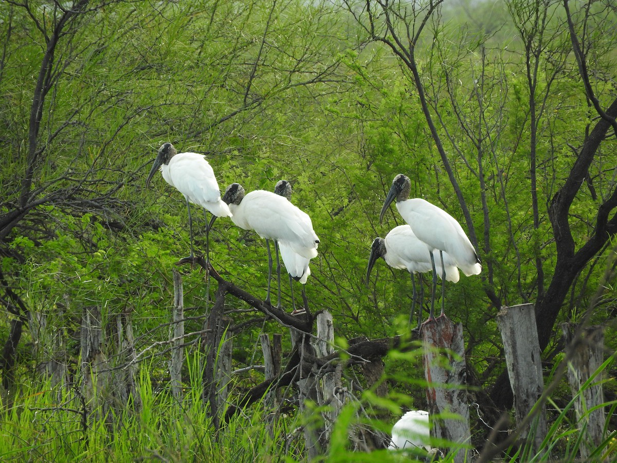 Wood Stork - ML642683116