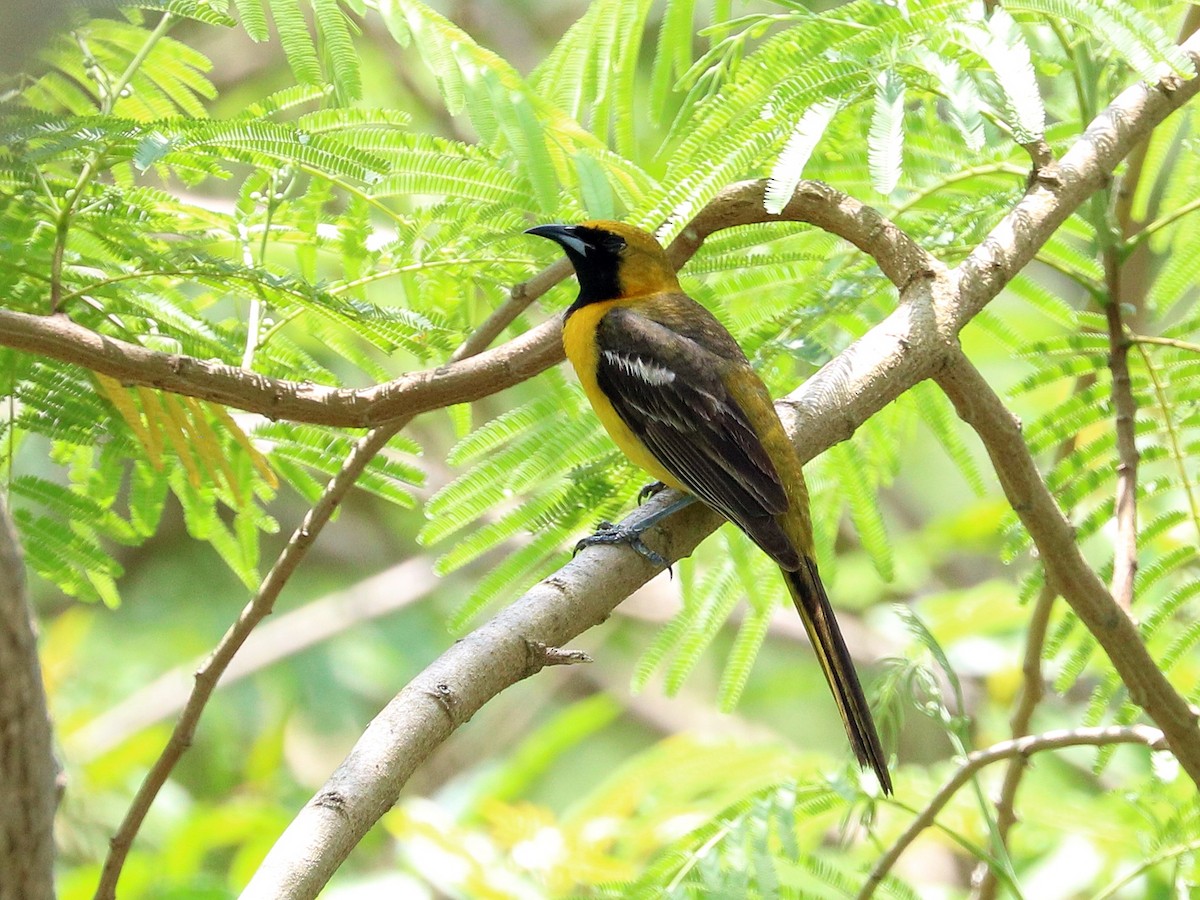 Oriole masqué - ML642683118
