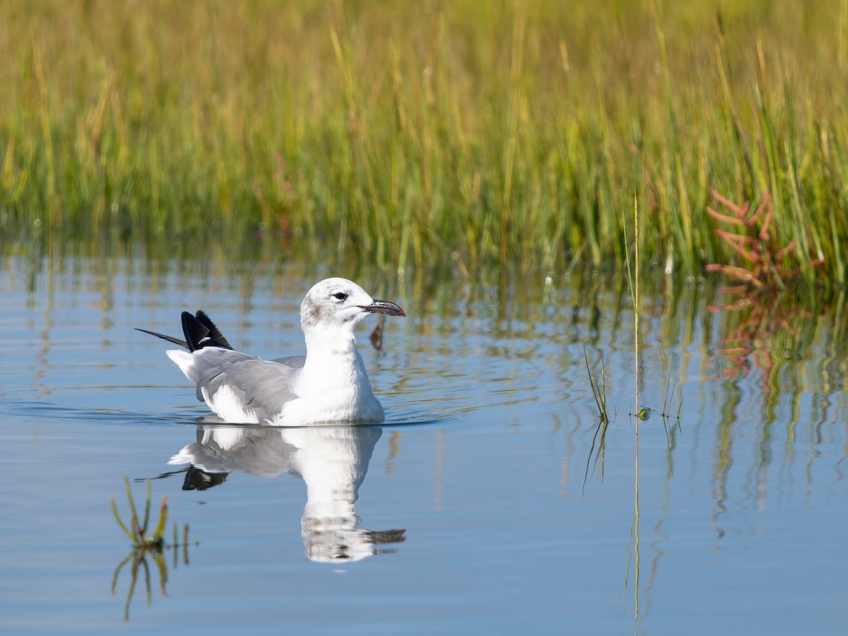 Laughing Gull - ML642683120