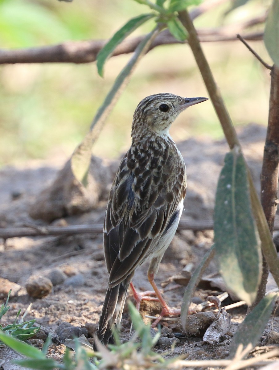 Yellowish Pipit - ML642683135