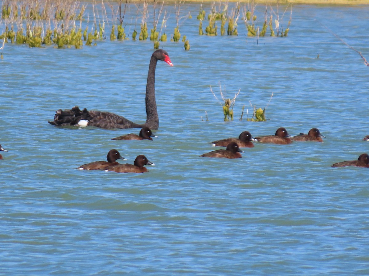 Black Swan - ML642683136