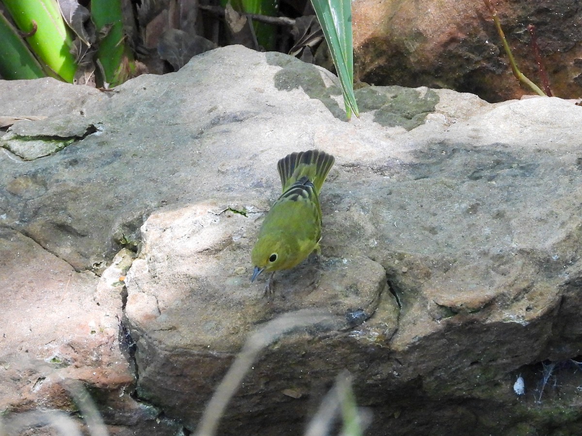 Yellow Warbler - ML642683138