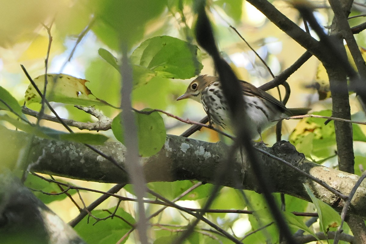Ovenbird - ML642683139