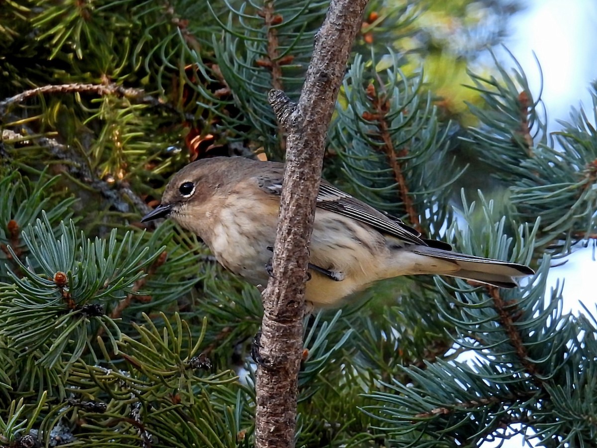 Yellow-rumped Warbler - ML642683140