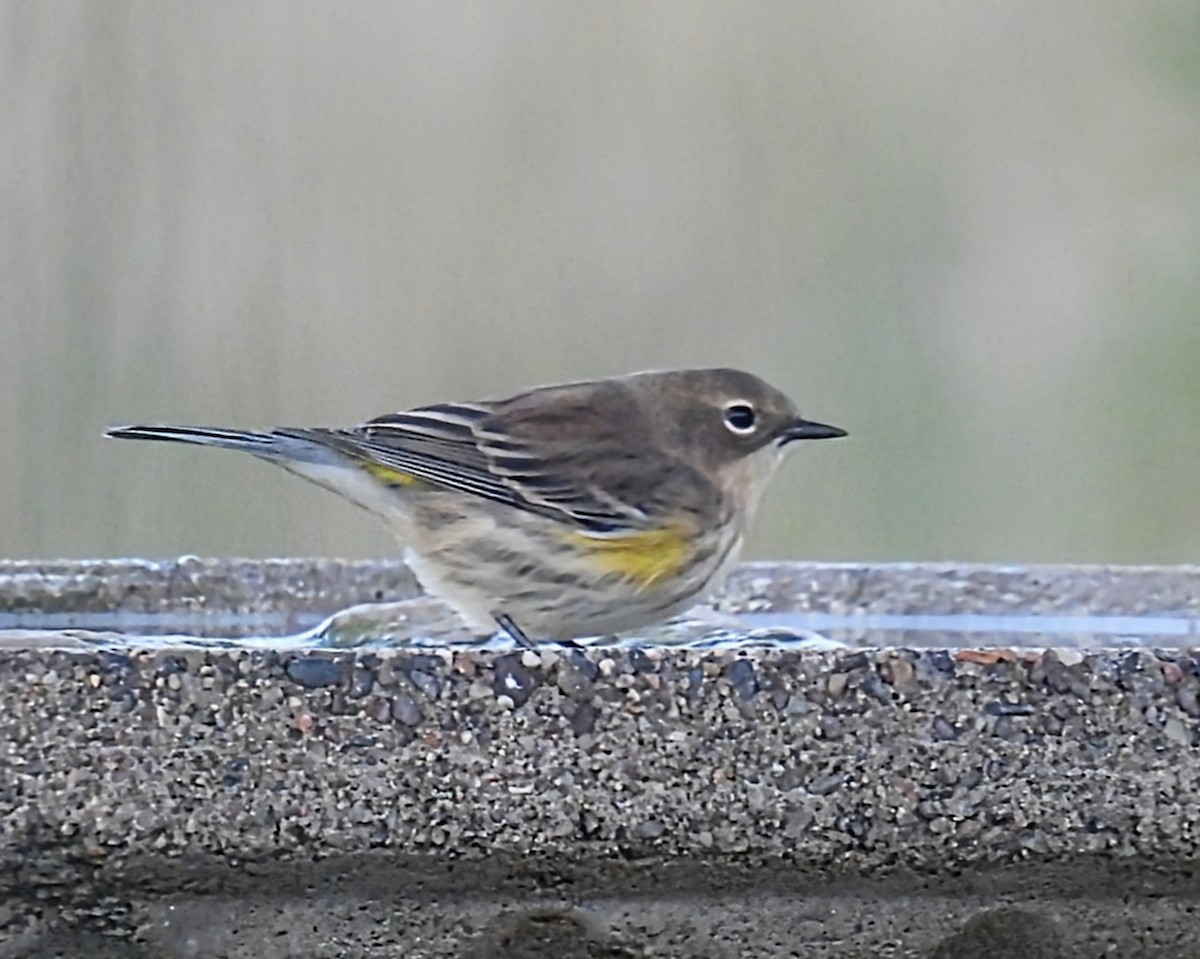 Yellow-rumped Warbler - ML642683141