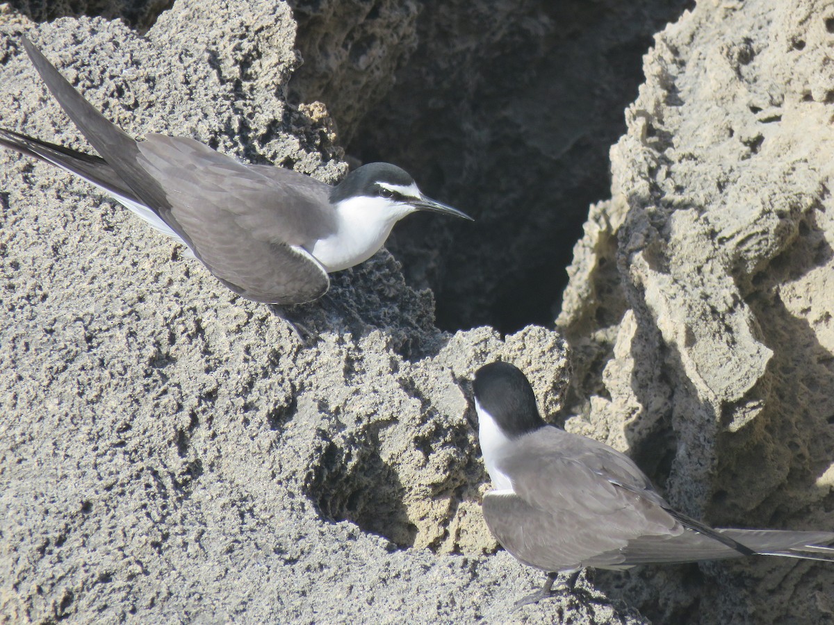 Bridled Tern - ML642683143