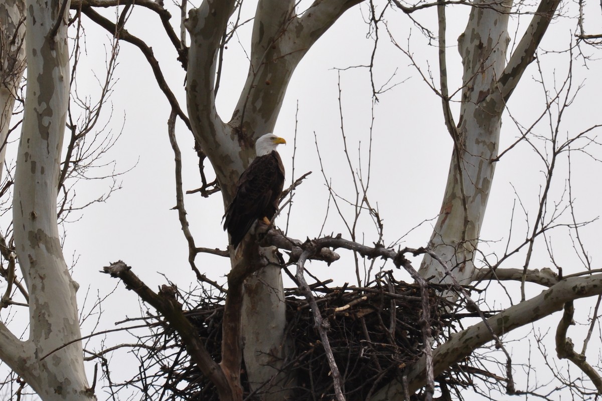 Bald Eagle - ML642683144