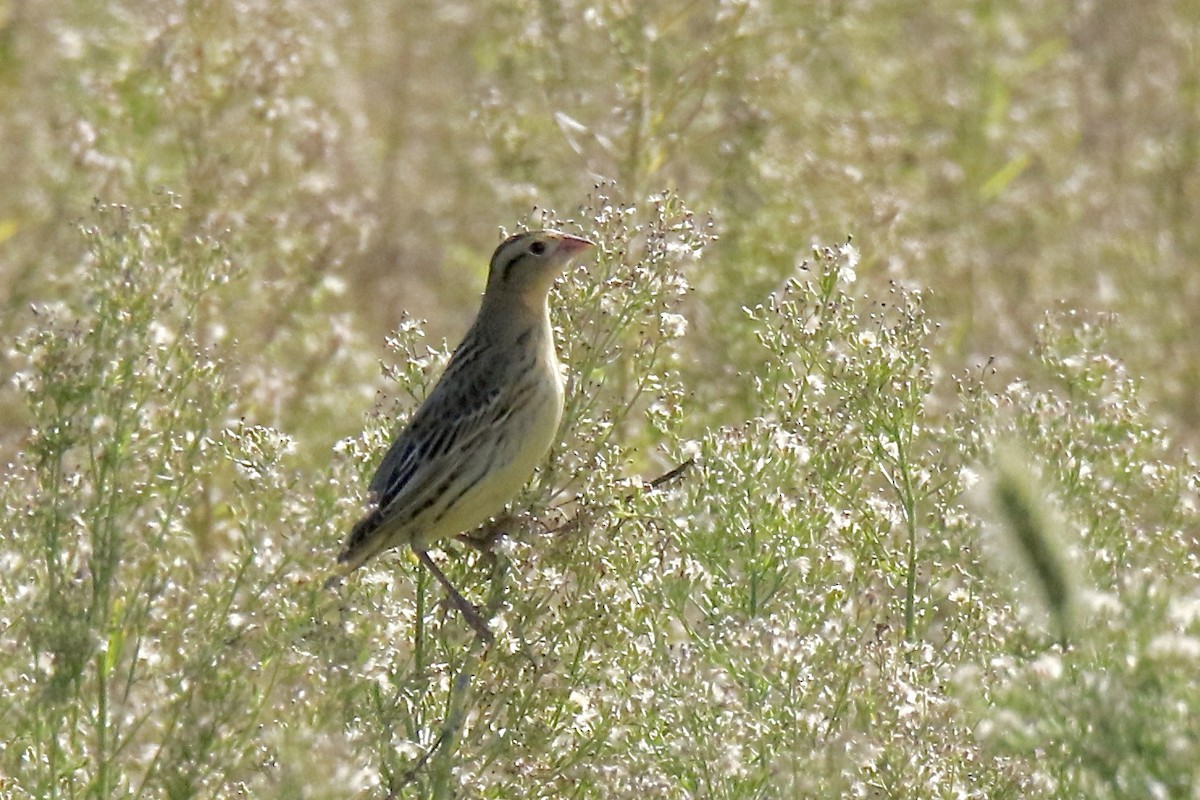 Bobolink - ML642683145