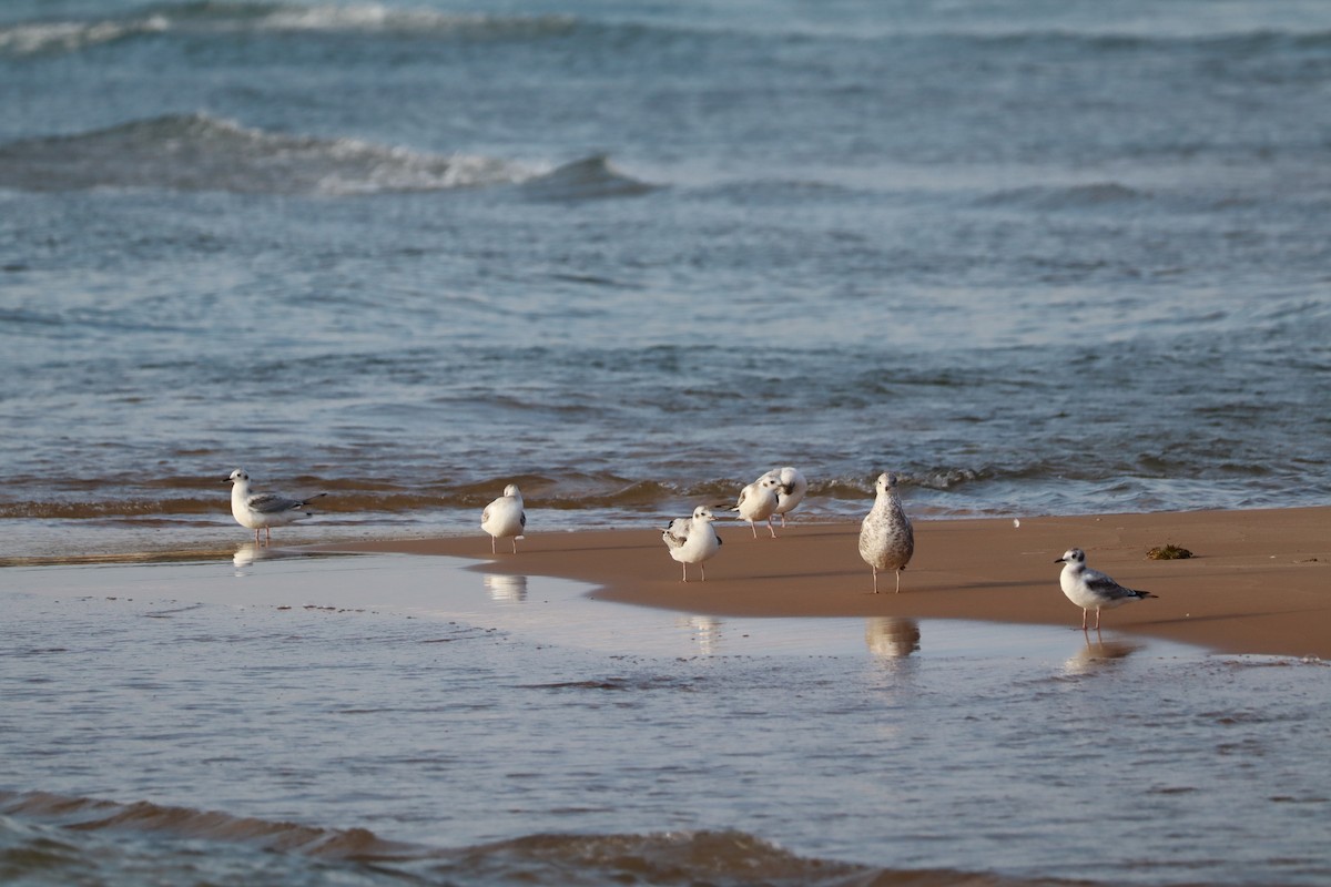 Bonaparte's Gull - ML642683146