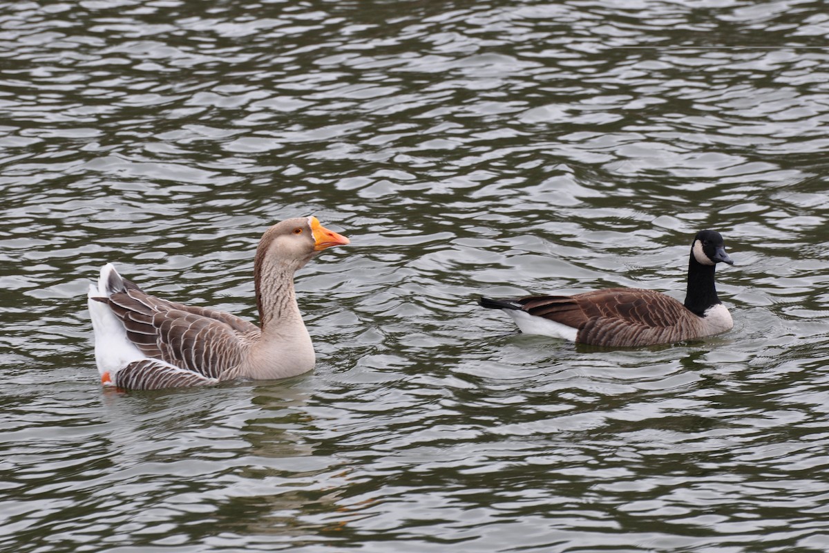 Domestic goose sp. (Domestic type) - ML642683147