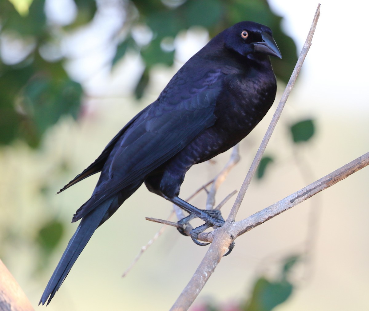 Giant Cowbird - ML642683149