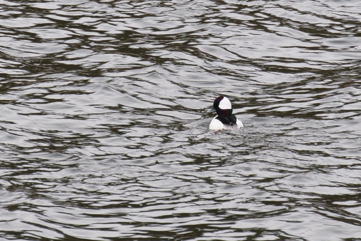 Bufflehead - ML642683151