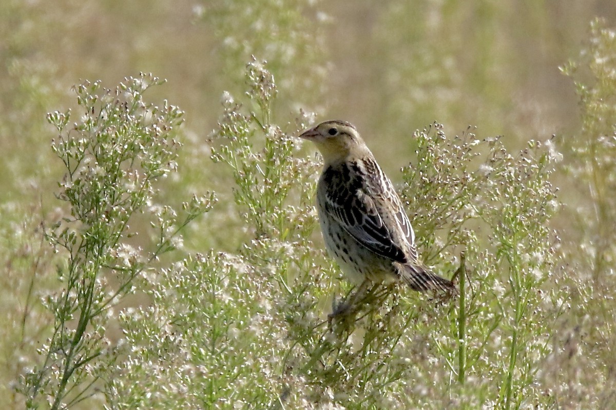 Bobolink - ML642683152