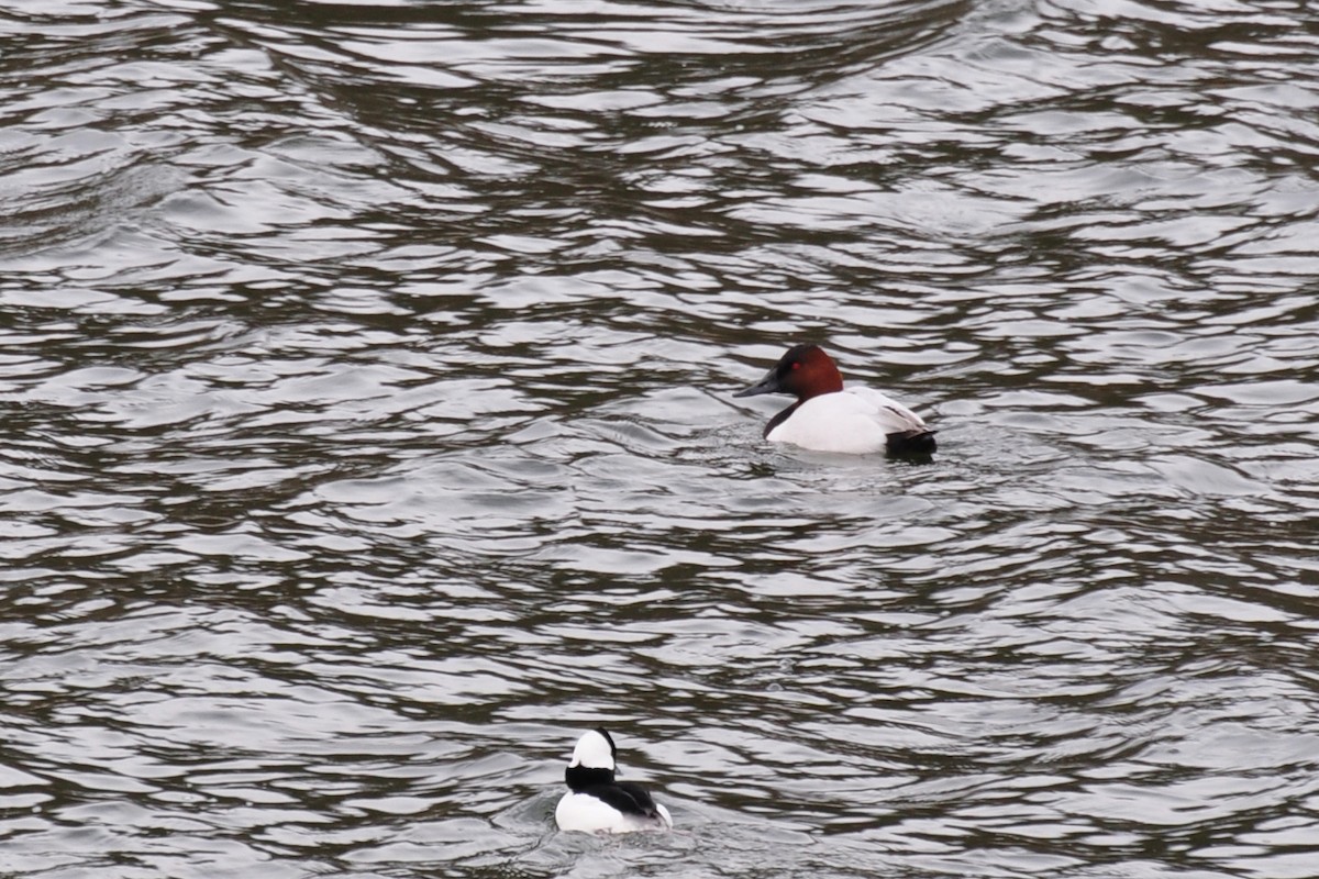 Canvasback - ML642683155
