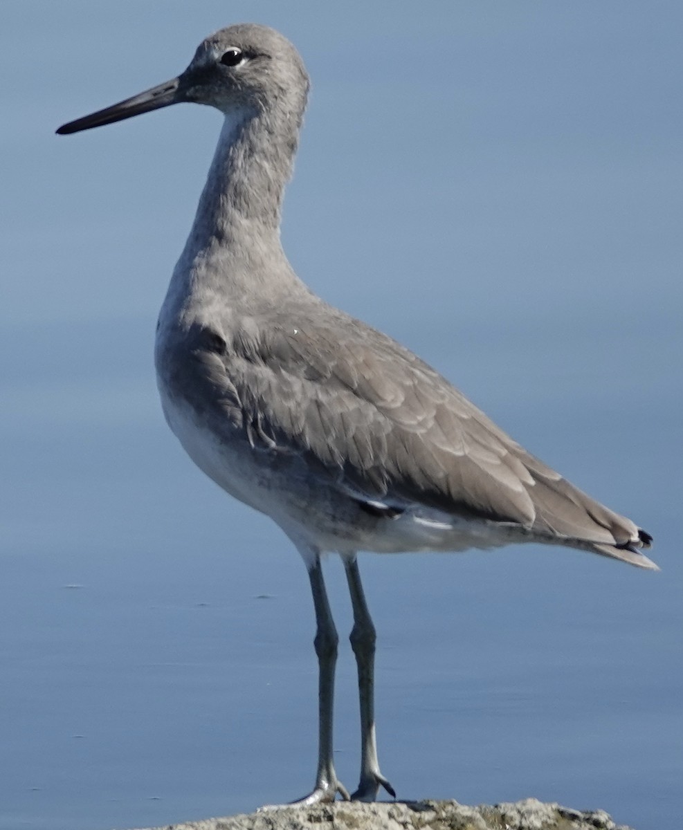 Willet - ML642683156