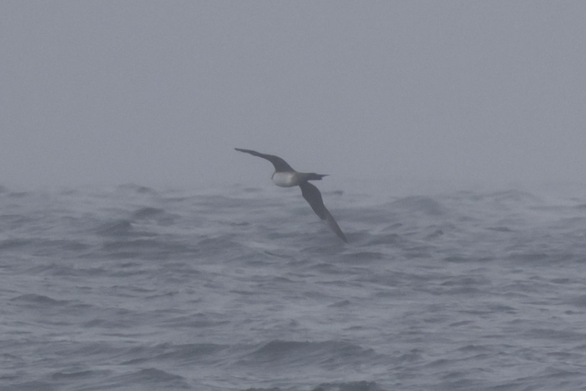 Parasitic Jaeger - ML642683158