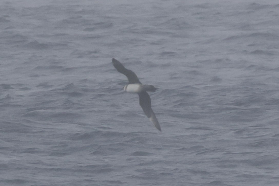 Parasitic Jaeger - ML642683159