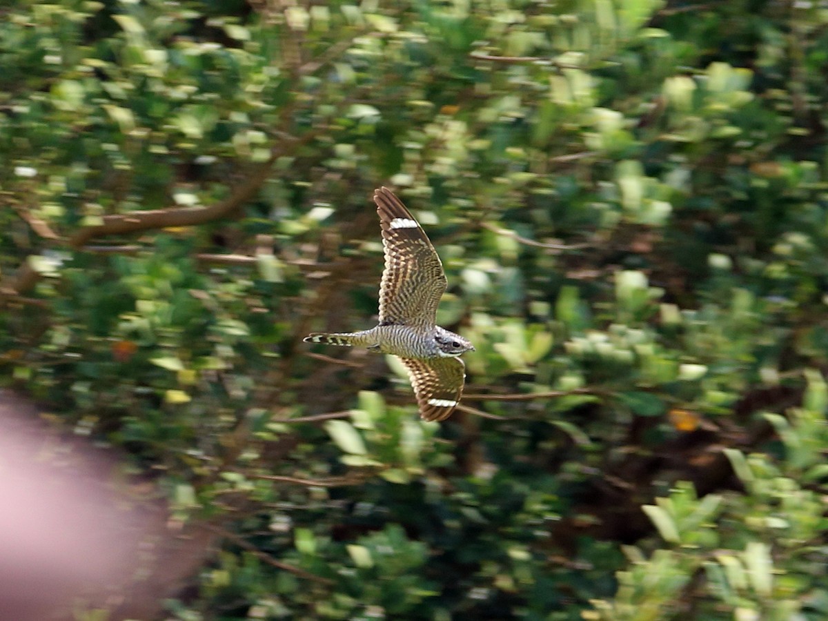 Lesser Nighthawk - ML642683160