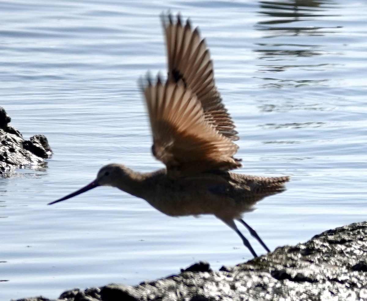 Marbled Godwit - ML642683161
