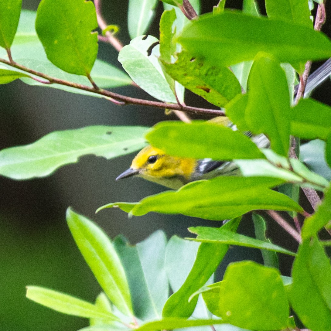 Black-throated Green Warbler - ML642683162