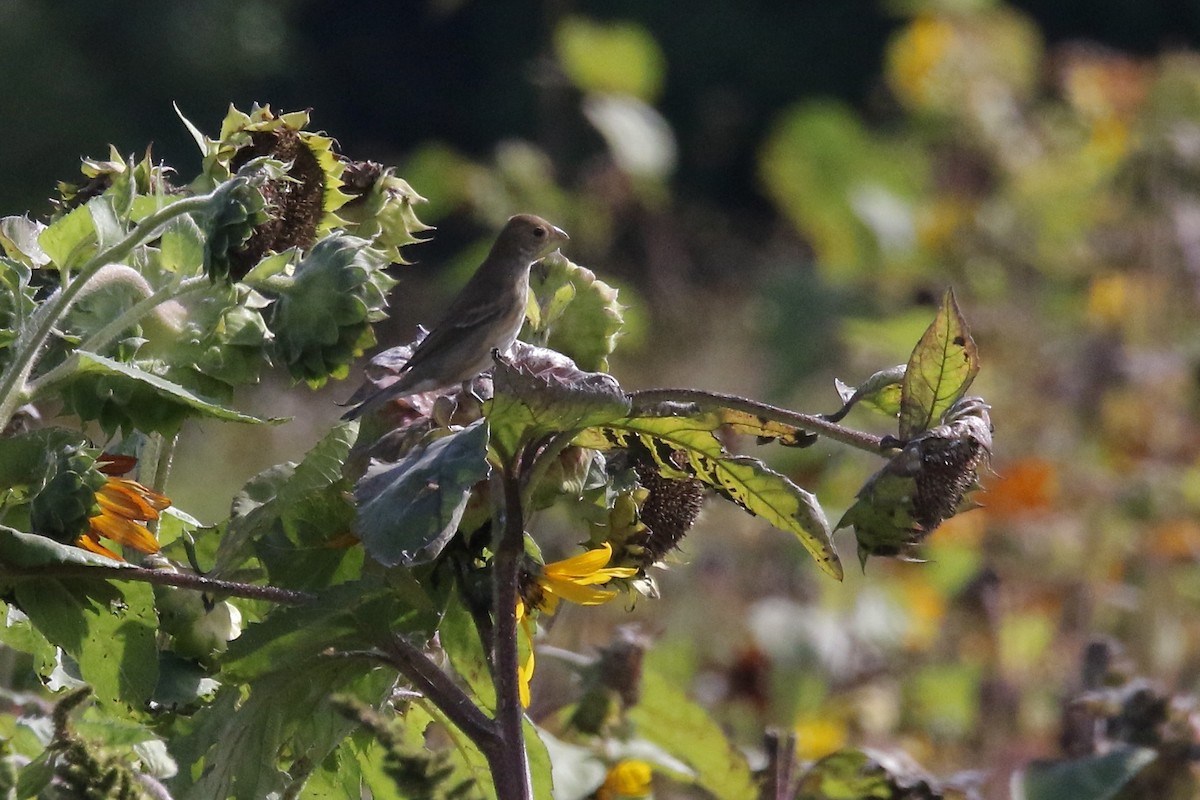 Indigo Bunting - ML642683163