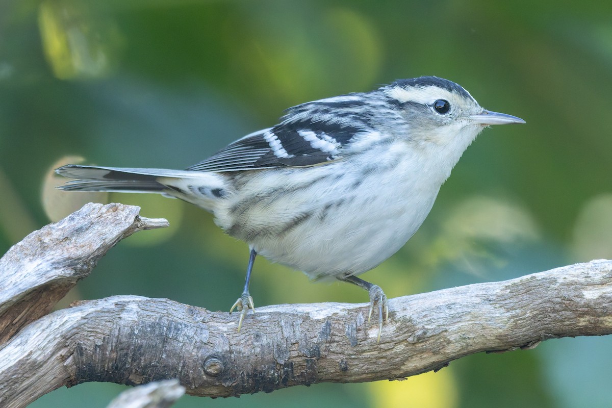 Black-and-white Warbler - ML642683164