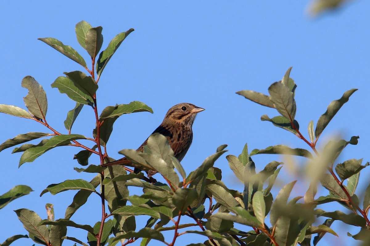 Lincoln's Sparrow - ML642683167