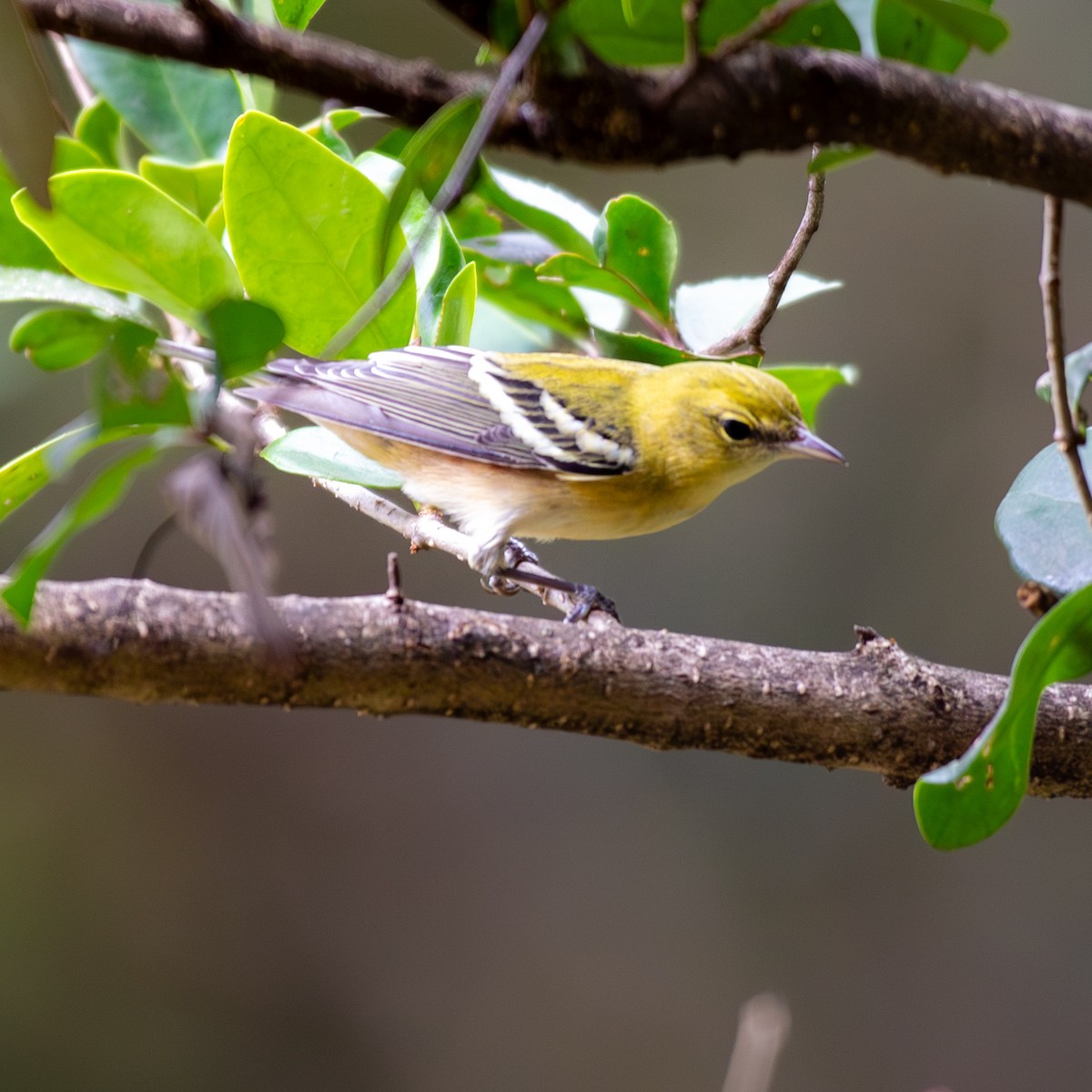 Bay-breasted Warbler - ML642683169