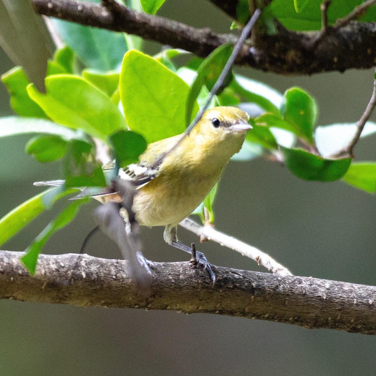 Bay-breasted Warbler - ML642683170