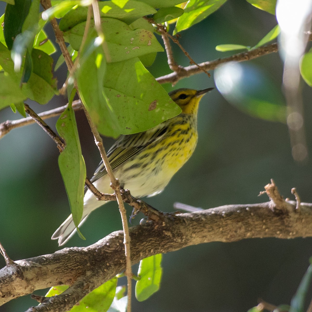 Cape May Warbler - ML642683178