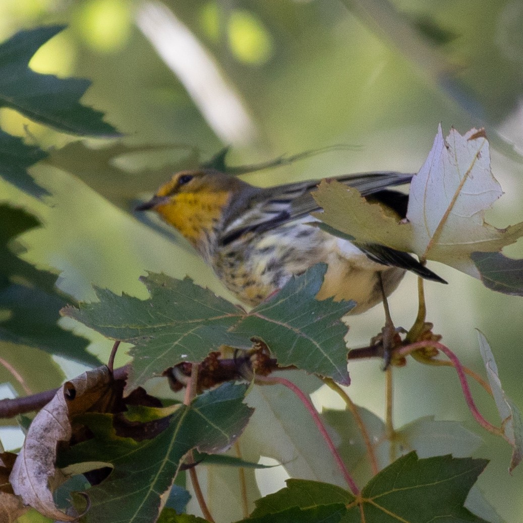 Cape May Warbler - ML642683179