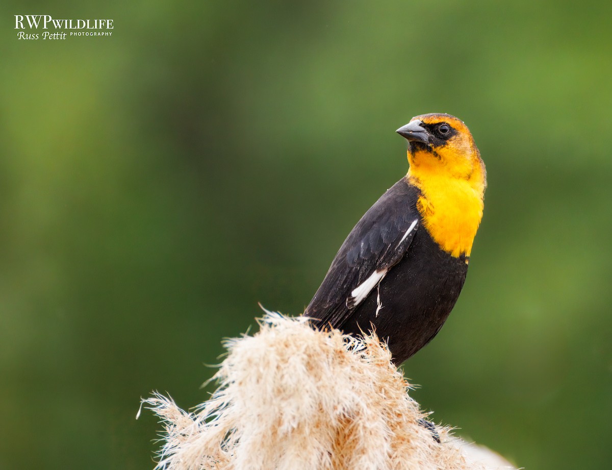 Yellow-headed Blackbird - ML642683199