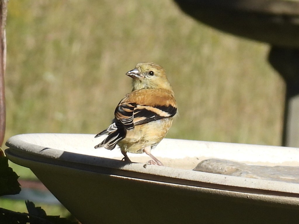 gulstillits - ML642683206