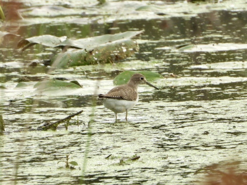 eremittsnipe - ML642683207