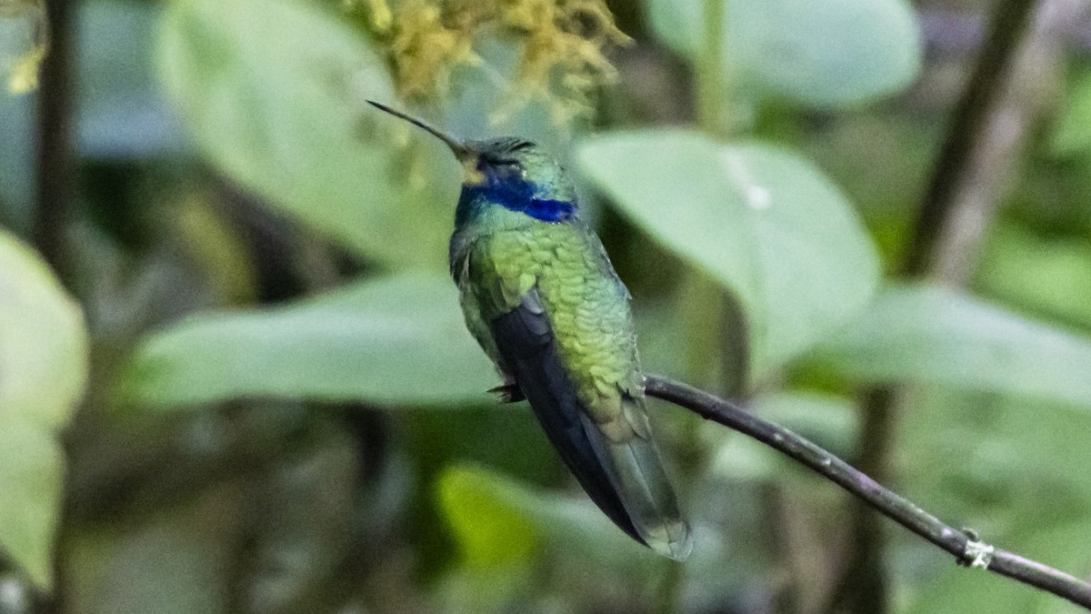 fiolørekolibri - ML642683210